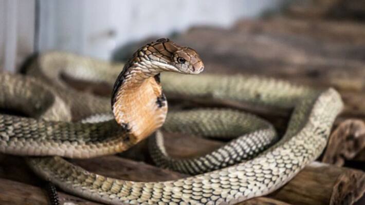 king cobra in Kothamangalam, trapped by forest dept king cobra in Kothamangalam, trapped by forest dept