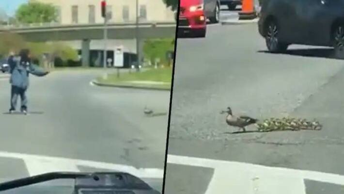 a man helps ducklings and mother to cross road video a man helps ducklings and mother to cross road video