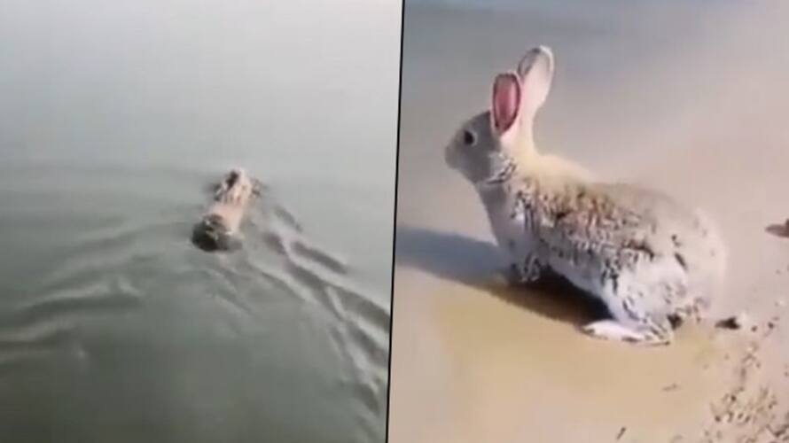 Can Rabbits swim? Watch this rare footage and be amuse