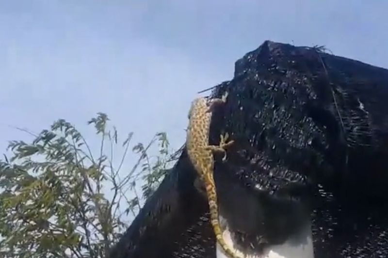 a man separates snake and gecko engaged in a fight