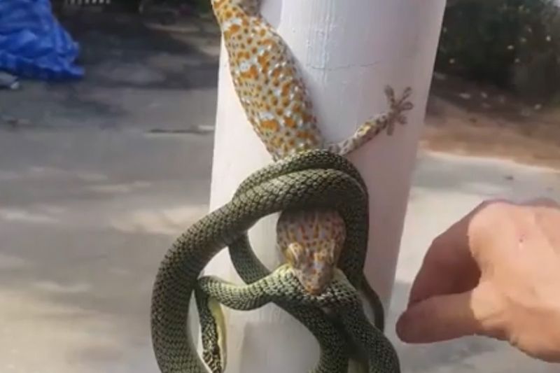 a man separates snake and gecko engaged in a fight