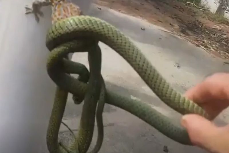 a man separates snake and gecko engaged in a fight