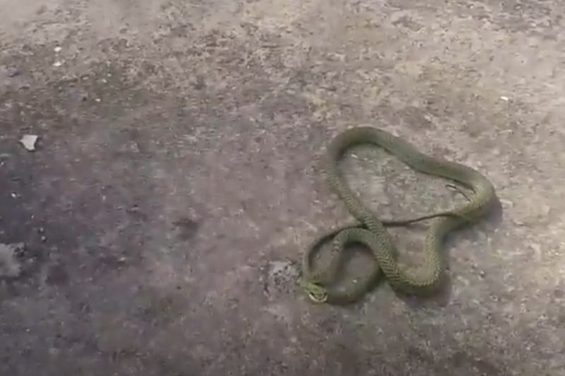 a man separates snake and gecko engaged in a fight