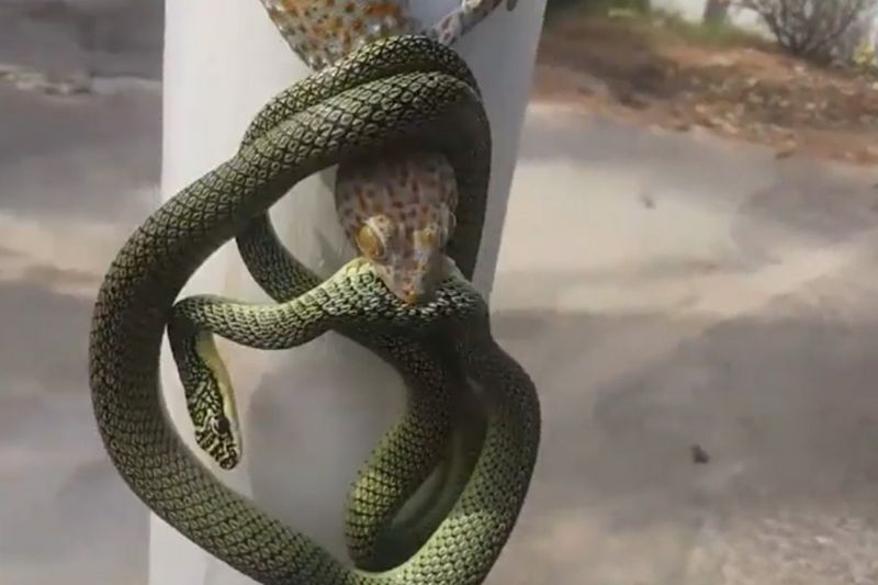 a man separates snake and gecko engaged in a fight