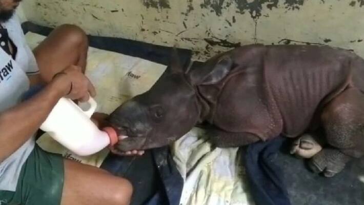 Rhino calf rescued from flood-hit Kaziranga National Park bpsb Rhino calf rescued from flood-hit Kaziranga National Park bpsb
