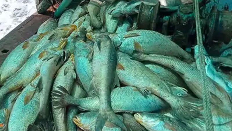 maharashtra news fisherman luck became a millionaire of Suddenly fishes sold for rs 133 crore