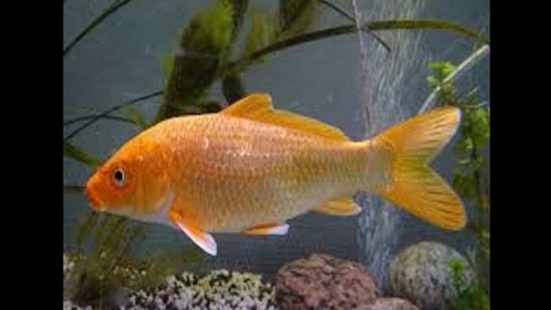 maharashtra news fisherman luck became a millionaire of Suddenly fishes sold for rs 133 crore