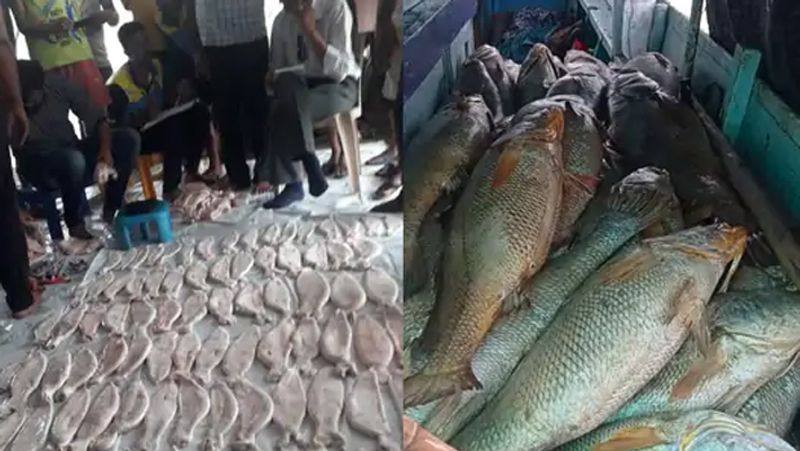maharashtra news fisherman luck became a millionaire of Suddenly fishes sold for rs 133 crore