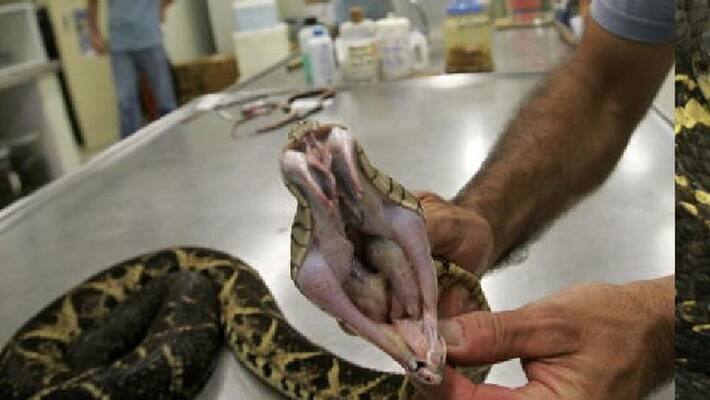 Scientists Discover Snake Venom That Kills Covid 19 With No Harm To Humans pod Scientists Discover Snake Venom That Kills Covid 19 With No Harm To Humans pod