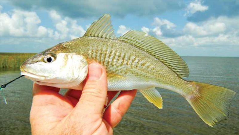 maharashtra news fisherman luck became a millionaire of Suddenly fishes sold for rs 133 crore