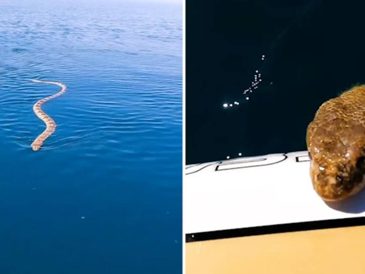 Man encounters sea snake while paddleboarding in ocean watch clip