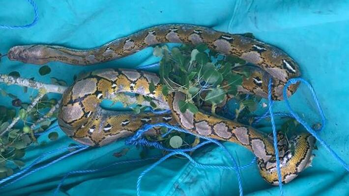 Cambridgeshire Alert issued after two pythons were found same place Cambridgeshire Alert issued after two pythons were found same place