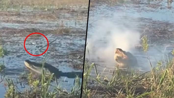 Alligator attacks flying drone; Google CEO Sundar Pichai shares viral video - gps Alligator attacks flying drone; Google CEO Sundar Pichai shares viral video - gps