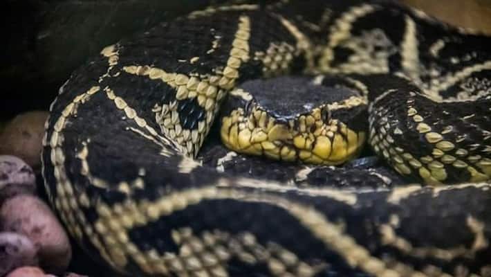 Feet powder .. medicine for corona from snake venom .. Brazilian scientists in action .. Feet powder .. medicine for corona from snake venom .. Brazilian scientists in action ..