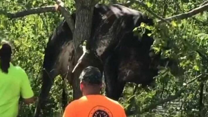 cow stuck in tree after hurricane ida cow stuck in tree after hurricane ida