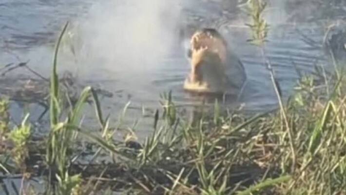 Alligator Eating A Drone viral video Alligator Eating A Drone viral video