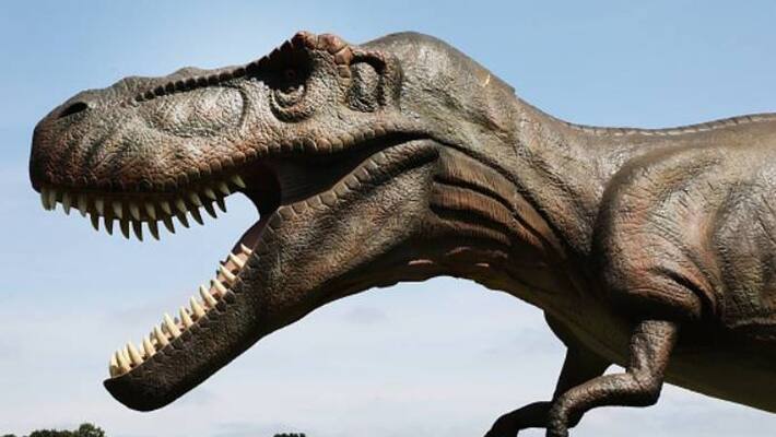 new species of dinosaur has been found in Brazil bsm new species of dinosaur has been found in Brazil bsm