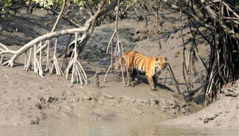 T23 tiger suffered injuries - mysooru doctors treat the tiger