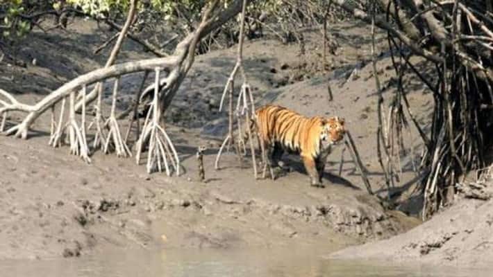 20 Minutes fight with tiger fisherman rescued 20 Minutes fight with tiger fisherman rescued