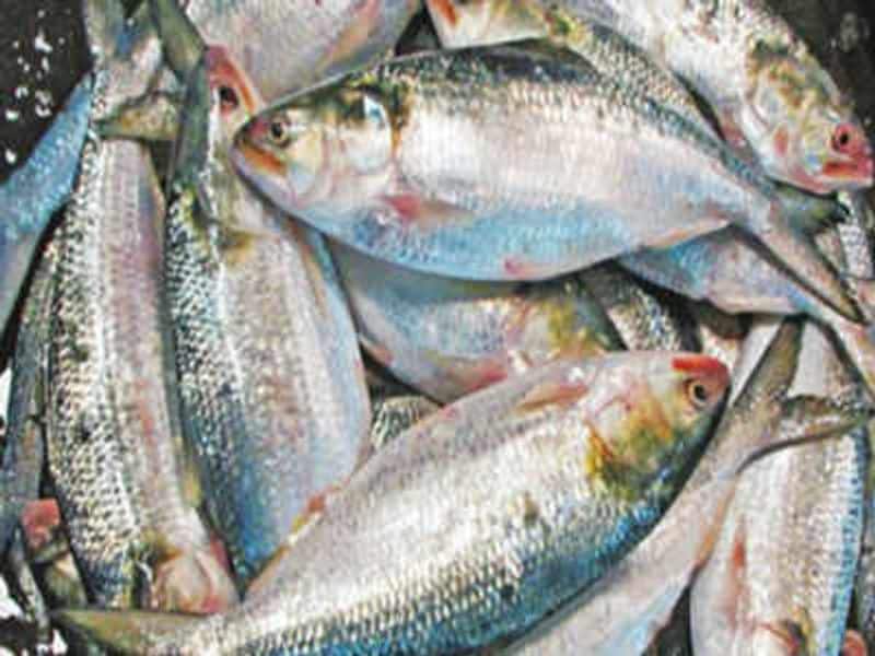 Oops .. sale of fish caught several days ago ..? 200 kg of spoiled fish seized