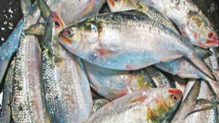fish price decrease in kozhikode fish market fish price decrease in kozhikode fish market