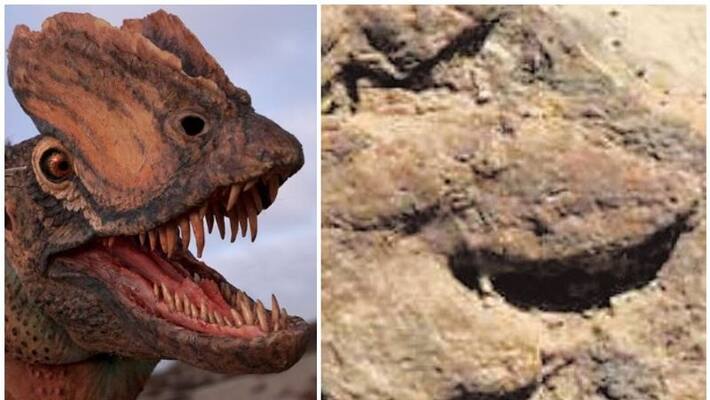 researchers find dinosaur footprints in thar desert rajasthan researchers find dinosaur footprints in thar desert rajasthan
