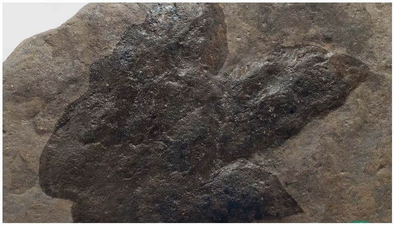 researchers find dinosaur footprints in thar desert rajasthan