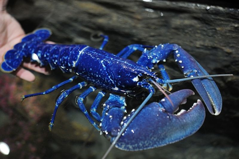Blue lobster caught in net Price 20 lakhs