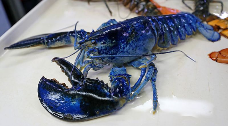 Blue lobster caught in net Price 20 lakhs