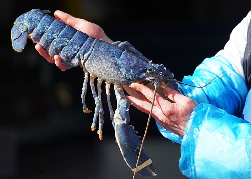 Blue lobster caught in net Price 20 lakhs