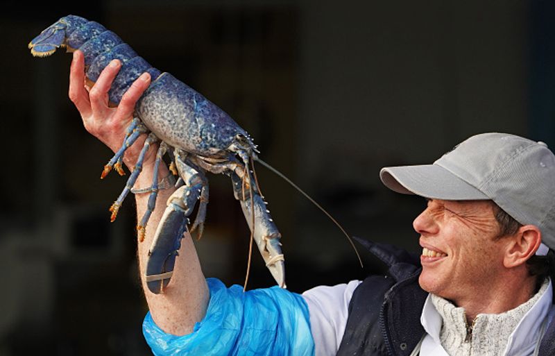 Blue lobster caught in net Price 20 lakhs