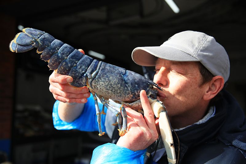 Blue lobster caught in net Price 20 lakhs