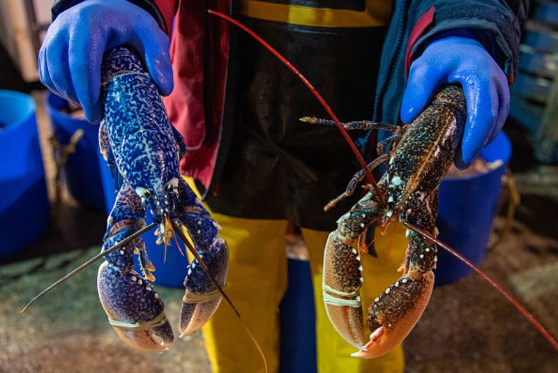 Blue lobster caught in net Price 20 lakhs