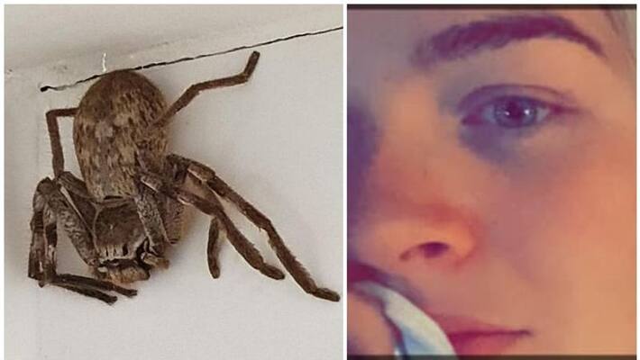 spider made woman scream out loud neighbours call police spider made woman scream out loud neighbours call police