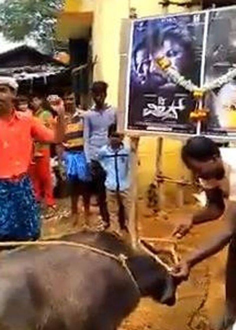 The shocking act done by the fans by sacrificing a buffalo for actor sudeep birthday