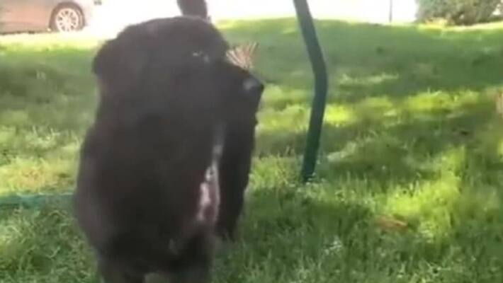 Dog plays with butterflies in viral video Dog plays with butterflies in viral video