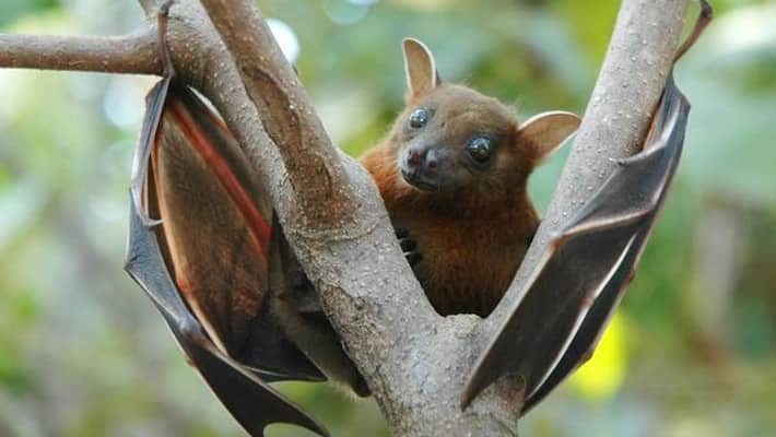 Kerala Nipah virus claims life of 12-year-old boy in Kozhikode; Centre rushes expert team-dnm Kerala Nipah virus claims life of 12-year-old boy in Kozhikode; Centre rushes expert team-dnm