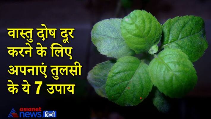 Astrology do these remedies of tulsi to get rid of vastu dosh and financial problems Astrology do these remedies of tulsi to get rid of vastu dosh and financial problems