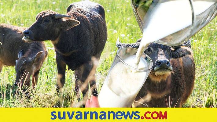 Buffalo refuse to give milk farmer seek help from police station in Madhya Pradesh ckm Buffalo refuse to give milk farmer seek help from police station in Madhya Pradesh ckm