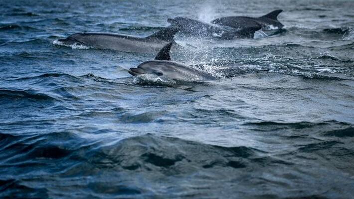 Dolphins guarded a man in sea Dolphins guarded a man in sea