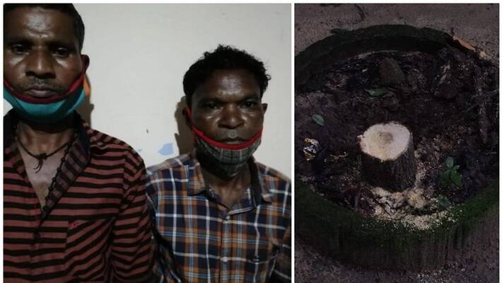 wayanad collectorate sandalwood tree theft case accused identified wayanad collectorate sandalwood tree theft case accused identified