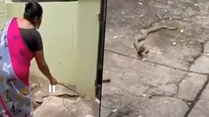 Woman gently requests cobra to leave her house in viral video Woman gently requests cobra to leave her house in viral video
