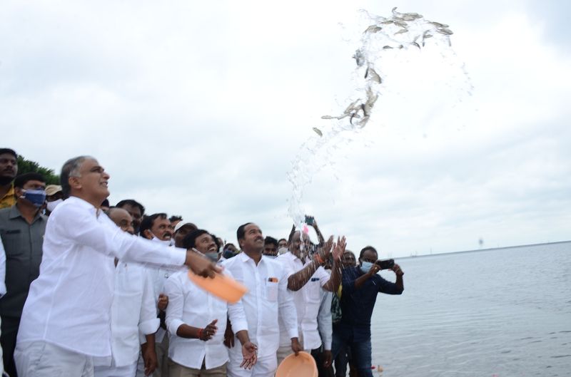 Minister Harish Rao releases fishlings into Ranganayaka Sagar