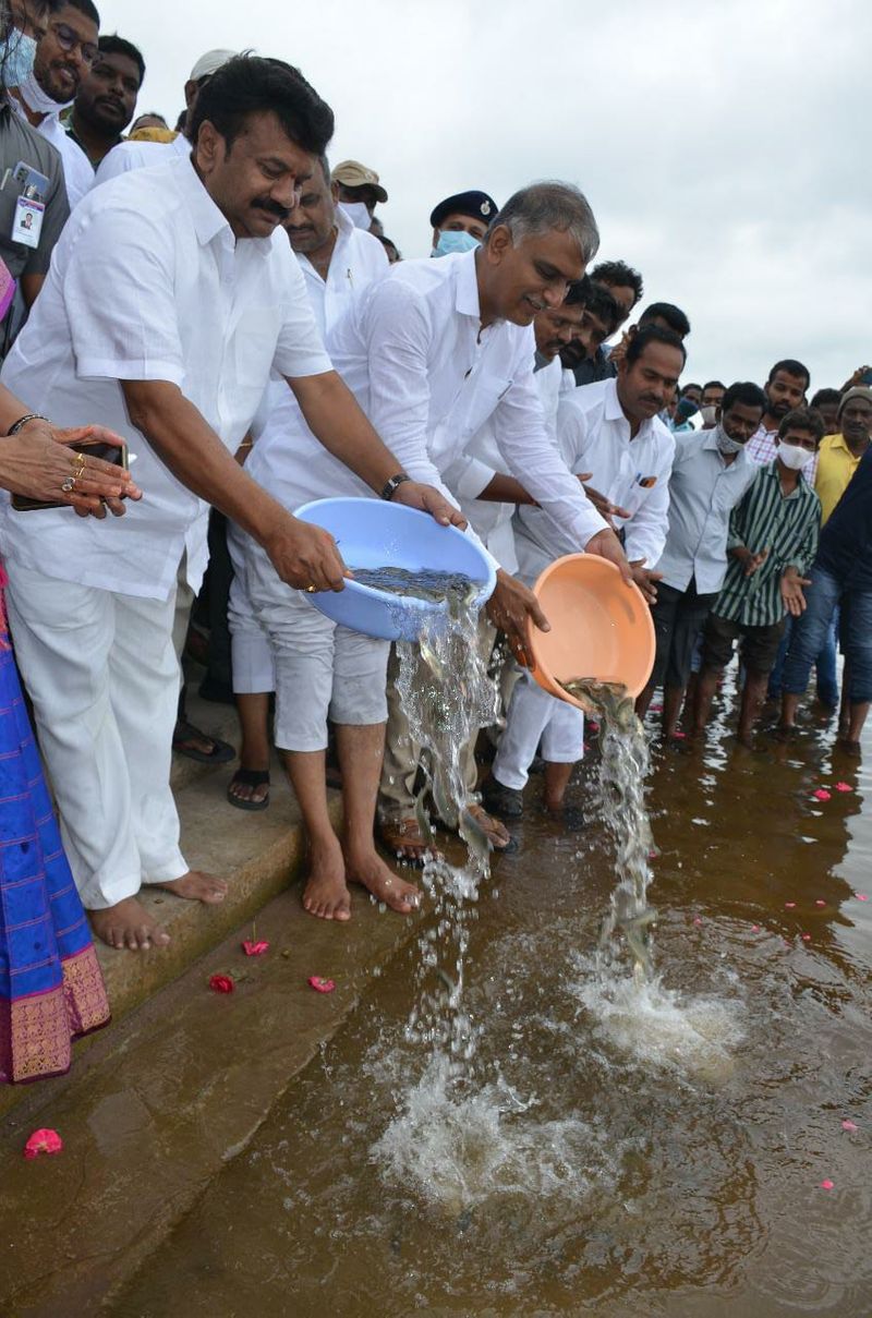 Minister Harish Rao releases fishlings into Ranganayaka Sagar