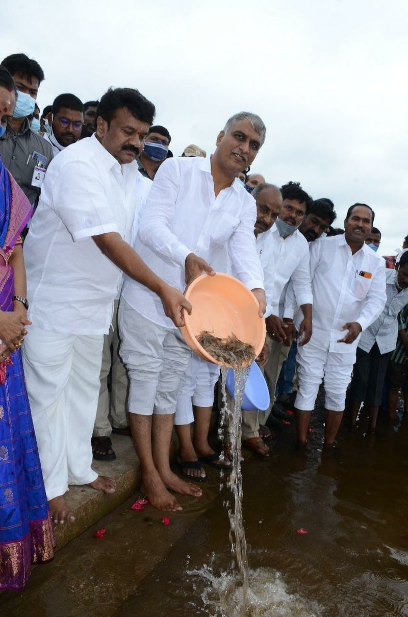 Minister Harish Rao releases fishlings into Ranganayaka Sagar