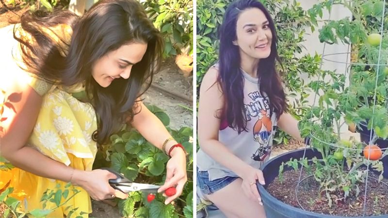 Preity Zinta away from industry shared picture from her farmhouse enjoying in apple farm