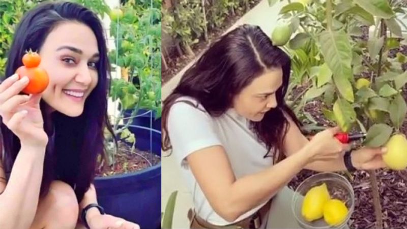 Preity Zinta away from industry shared picture from her farmhouse enjoying in apple farm