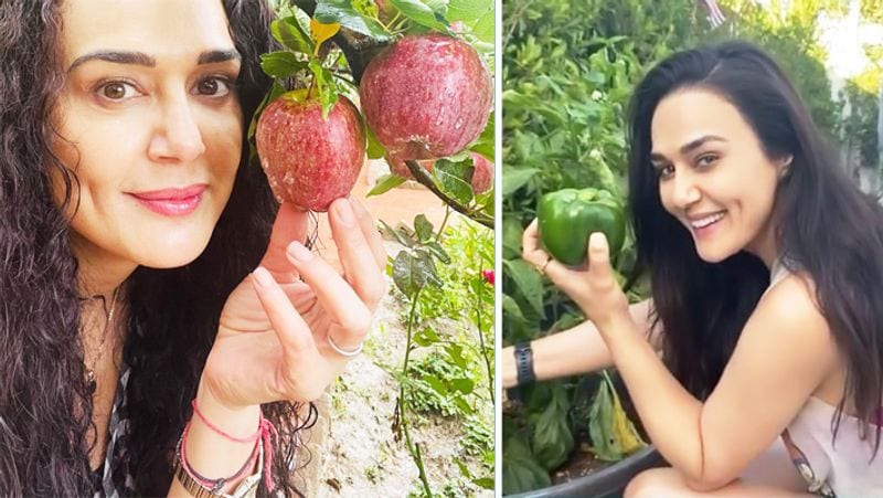 Preity Zinta away from industry shared picture from her farmhouse enjoying in apple farm