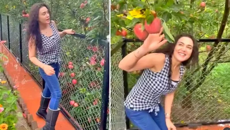 Preity Zinta away from industry shared picture from her farmhouse enjoying in apple farm
