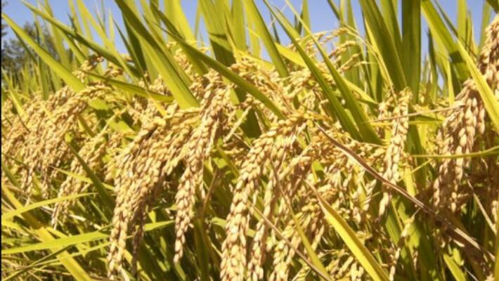 Center raises support prices for rabi crops including wheat Center raises support prices for rabi crops including wheat